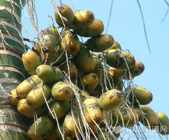 9���㲻֪���°�ʳ��