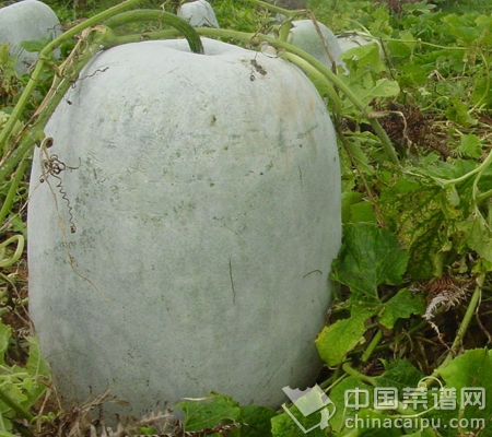 ������ӵ�Ӫ���Է�