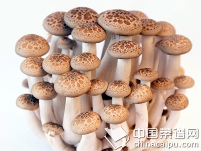 ��֪��Ģ�����ϵȼ�����