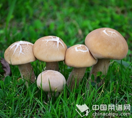 ��֪��Ģ�����ϵȼ�����