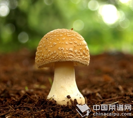 ��Ģ����Ҫע�������