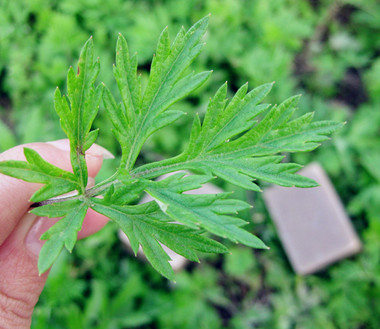 ���г���Ѭ��Ҷ���и���Ӱ����