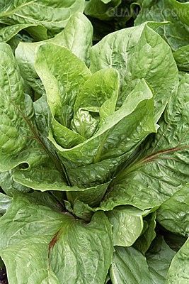 ������������Ч����֬���ε�18����ʳ�Ʒ�