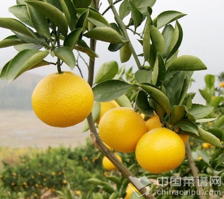 �Ŷ���ʮ��ʳ��