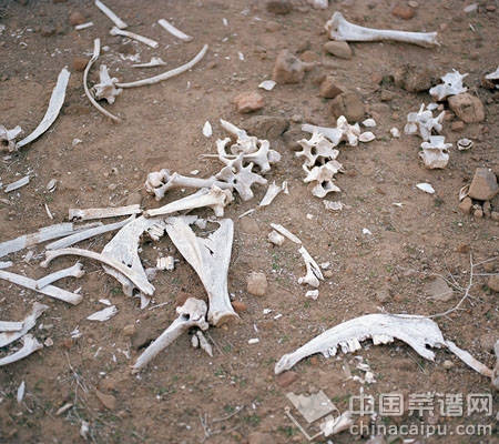 ���ʺ����˵Ĳ���ʳ��