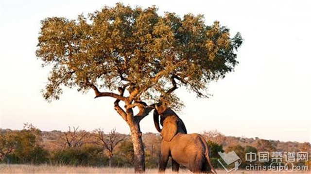 ����Ҳ����ƺ��ҩ����