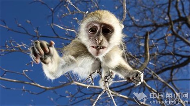 ����Ҳ����ƺ��ҩ����