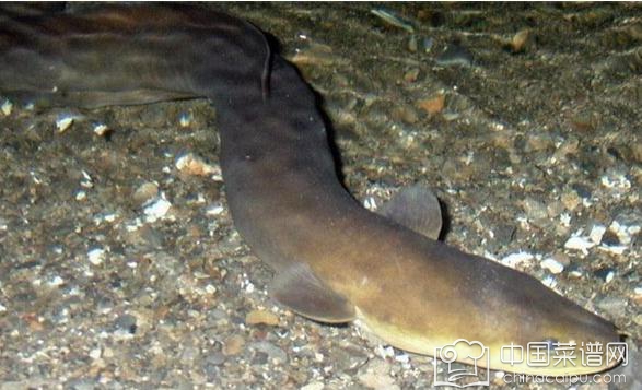 ȫ��ֲ�ʳ�����а���£�ȫ��5��ʳ�����������