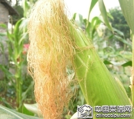 ��������ɽ髵�10��������������Ŷ�